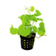 Hydrocotyle Leucocephala Pot Plant