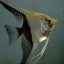 ANGEL FISH MIX
