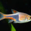 HARLEQUIN RASBORA