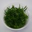 HELANTHIUM TENELLUM GREEN TISSUE CULTURE CUP PLANT