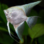ANGEL FISH MIX