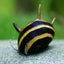HORN SNAIL