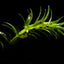 Hydrilla Najans Pot Plant