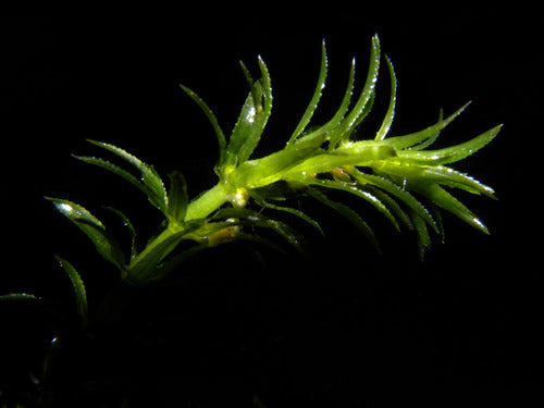 Hydrilla Najans Pot Plant