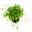 Hydrocotyle Tripartita Japan Pot Plant