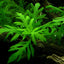 HYGROPHILA DIFFORMIS POT PLANT