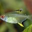 LEMON TETRA 3.5cm