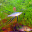 THREADFIN RAINBOW FISH