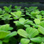 Dwarf Water Lettuce in Cup