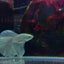 HALFMOON WHITE BETTA