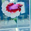 HALFMOON Butterfly Red/White