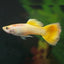 GUPPY FISH MIX MALE 3cm