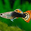 GUPPY FISH MIX MALE 3cm