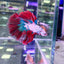 HALFMOON KOI FANCY BETTA