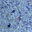 NATURAL STONE 1KG