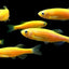 beginner fish