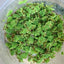 AZOLLA FLOATING PLANT IN CUP
