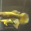 FULL GOLD GUPPY PAIR