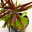 HYGROPHILA ARAGUAIA POT PLANT