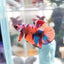 KOI PLAKAT MALE BETTA FISH