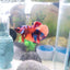 KOI PLAKAT MALE BETTA FISH
