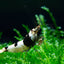 CRYSTAL SHRIMPS 1.5cm