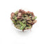 PHYLLANTHUS FLUITANS RED FLOATING PLANT
