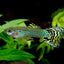 GUPPY FISH MIX MALE 3cm