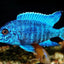 MALAWI CICHLID MIX 6-8cm