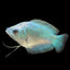DWARF GOURAMI MIX 4-5cm