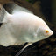 GIANT GOURAMI 7-9cm