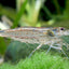 AMANO SHRIMPS 2-3cm