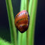RED SPOTTED SNAIL