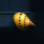 RED SPOTTED SNAIL