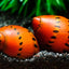 RED SPOTTED SNAIL