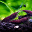 CHOCOLATE SHRIMPS 1.5cmœ