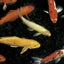 KOI CARP FISH MIX