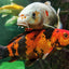 KOI CARP FISH MIX