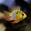 RAMIREZI FISH