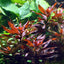 Ludwigia Glandulosa Pot Plant