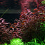 Ludwigia Palustris Pot Plant
