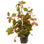 Ludwigia Rubin Pot Plant