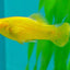 MOLLY FISH MIX 4CM