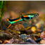 ENDLER GUPPY 2.5cm