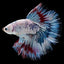 HALFMOON KOI FANCY BETTA