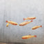 WHITE CLOUD MOUNTAIN MINNOW TETRA 3cm