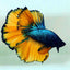HALFMOON MUSTARD BETTA DIFFERENT COLOUR