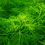 Myriophyllum Mattogrossense Pot Plant