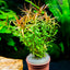 Ludwigia Aracuata Pot Plant
