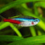NEON TETRA 2cm